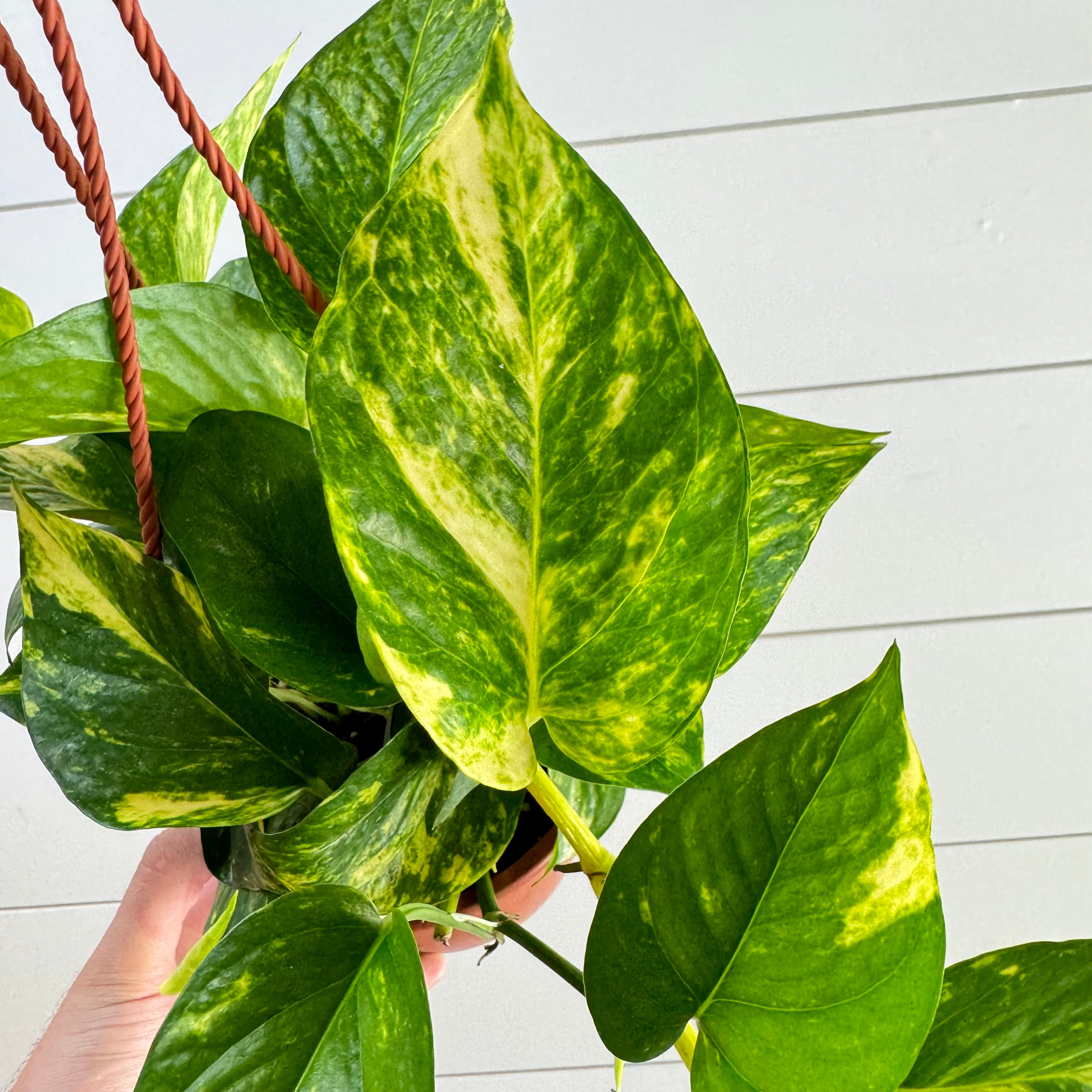 Pothos Hawaiian