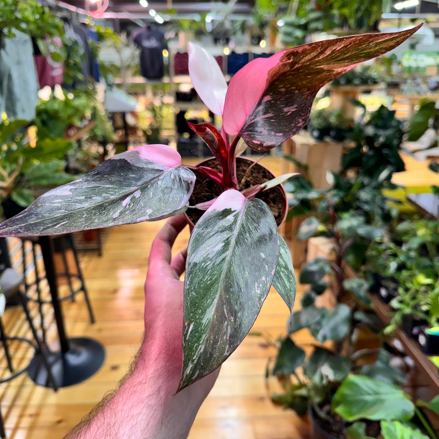 Philodendron Pink Princess Marbled