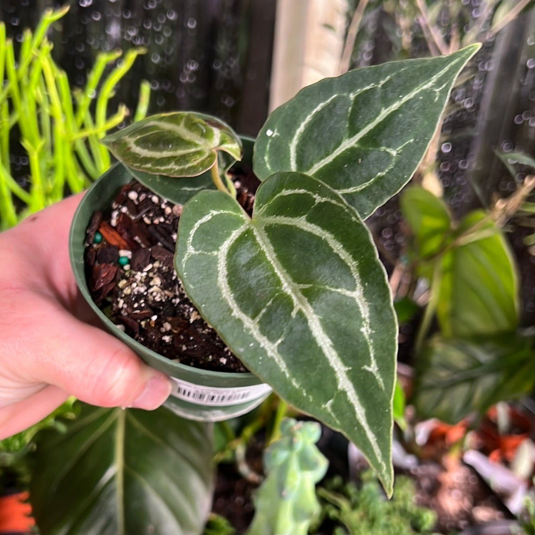 Anthurium Crystallinum x Dark Forgetii