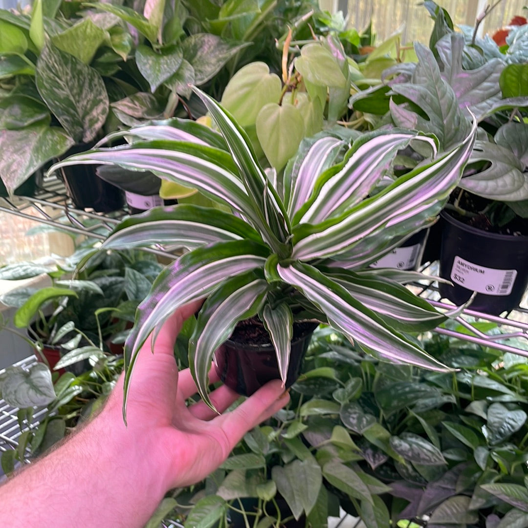 Dracaena Warneckii White Jewel