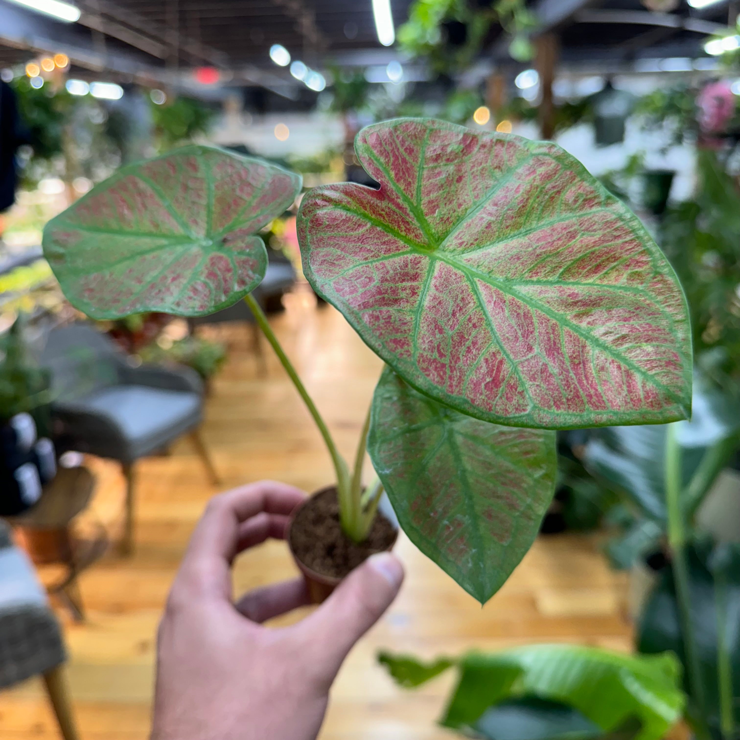 Caladium Sunshine