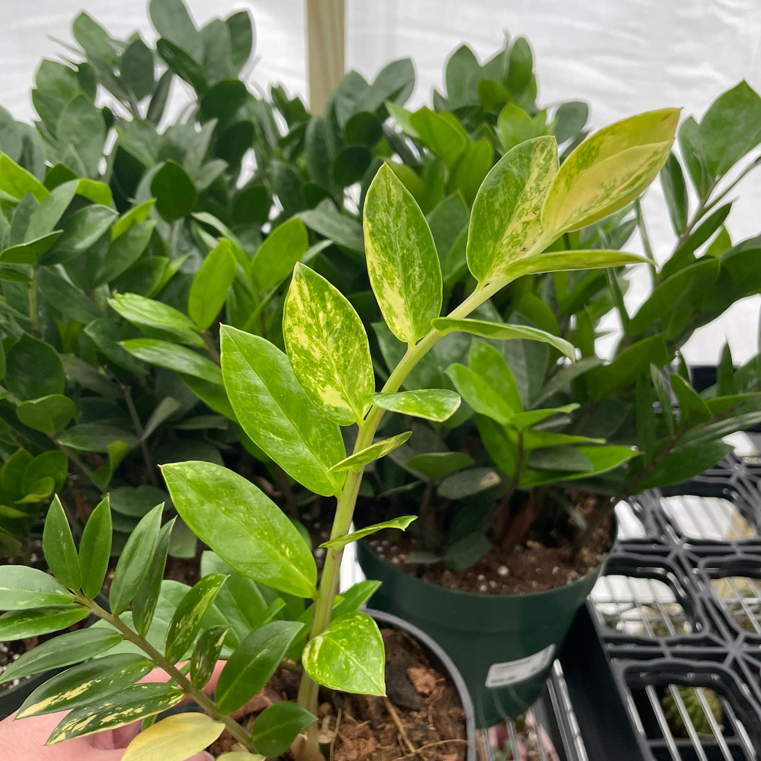 Zamioculas Zamiifolia Variegated