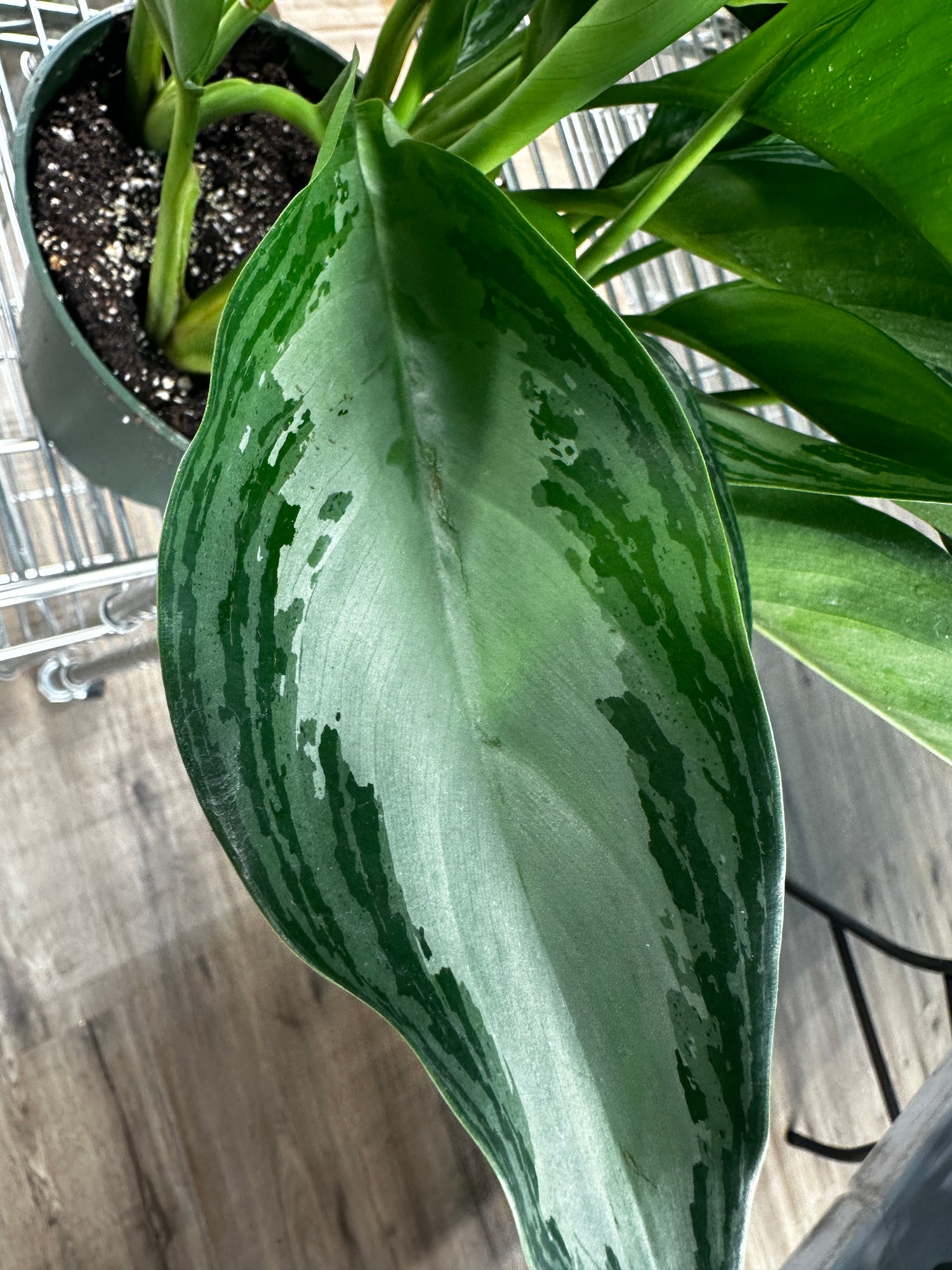 Aglaonema Silver Bay