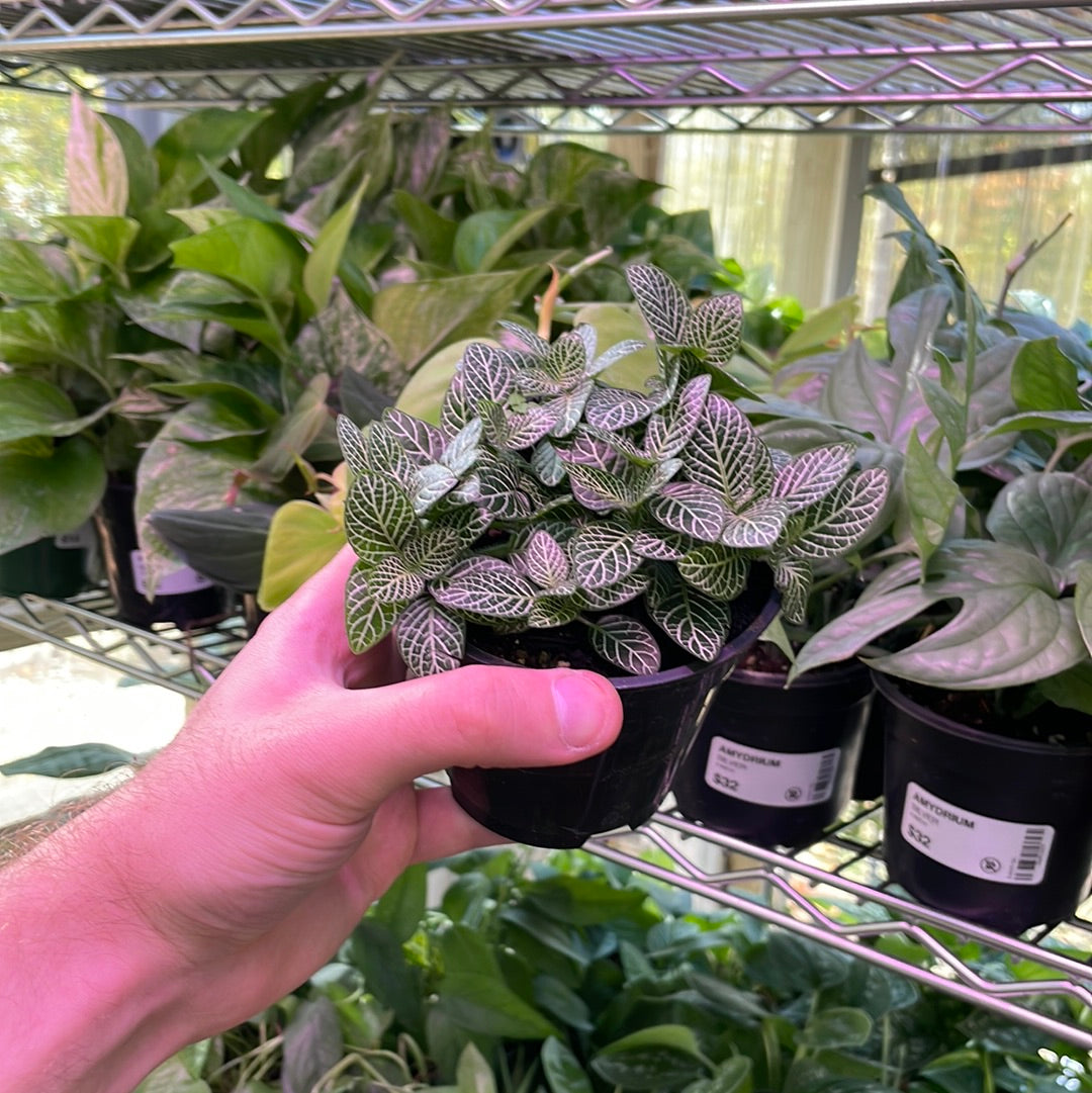 Fittonia Nerve Plant