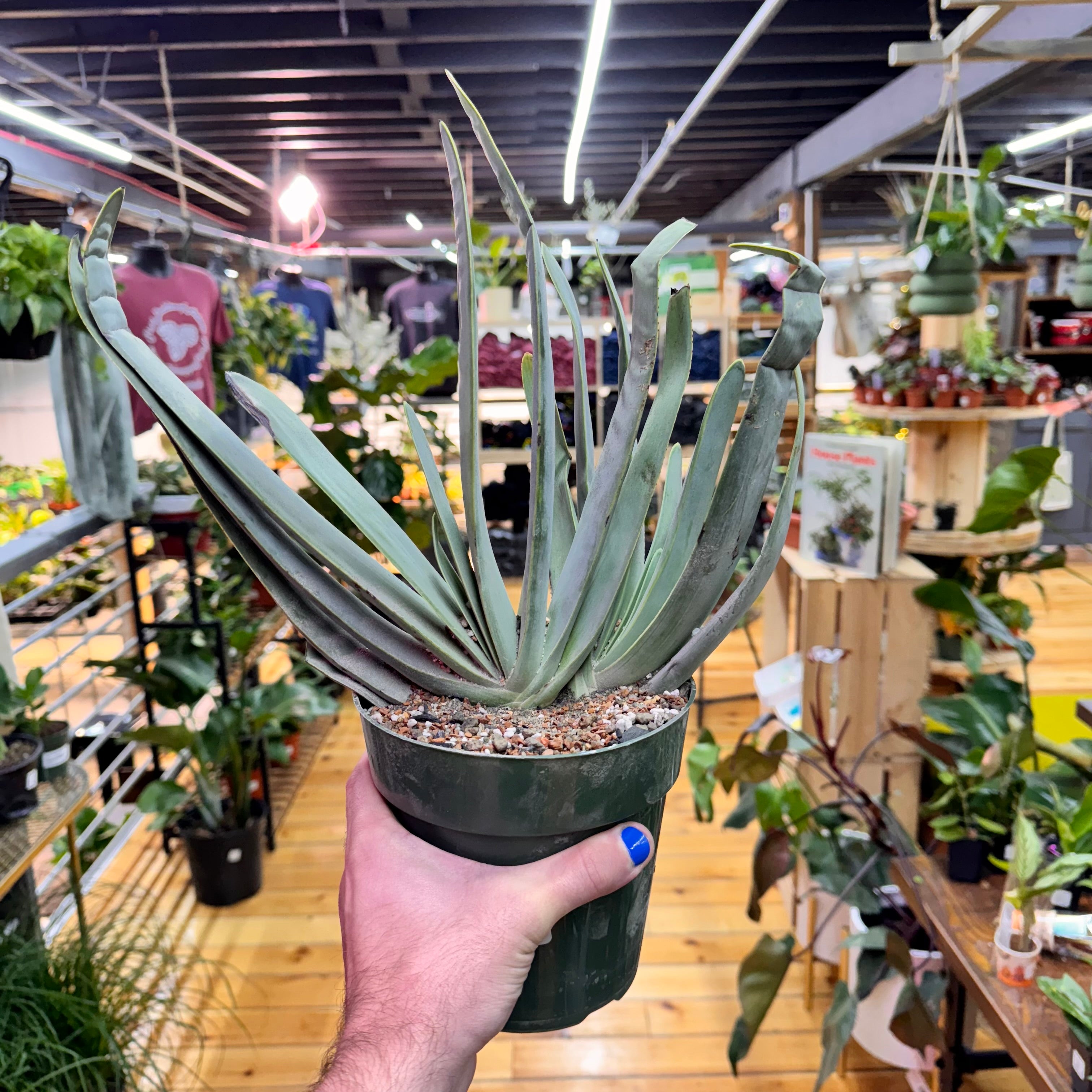 Aloe Fan