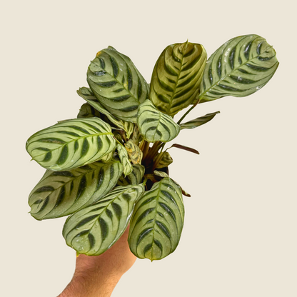 Ctenanthe Burle-Marxii