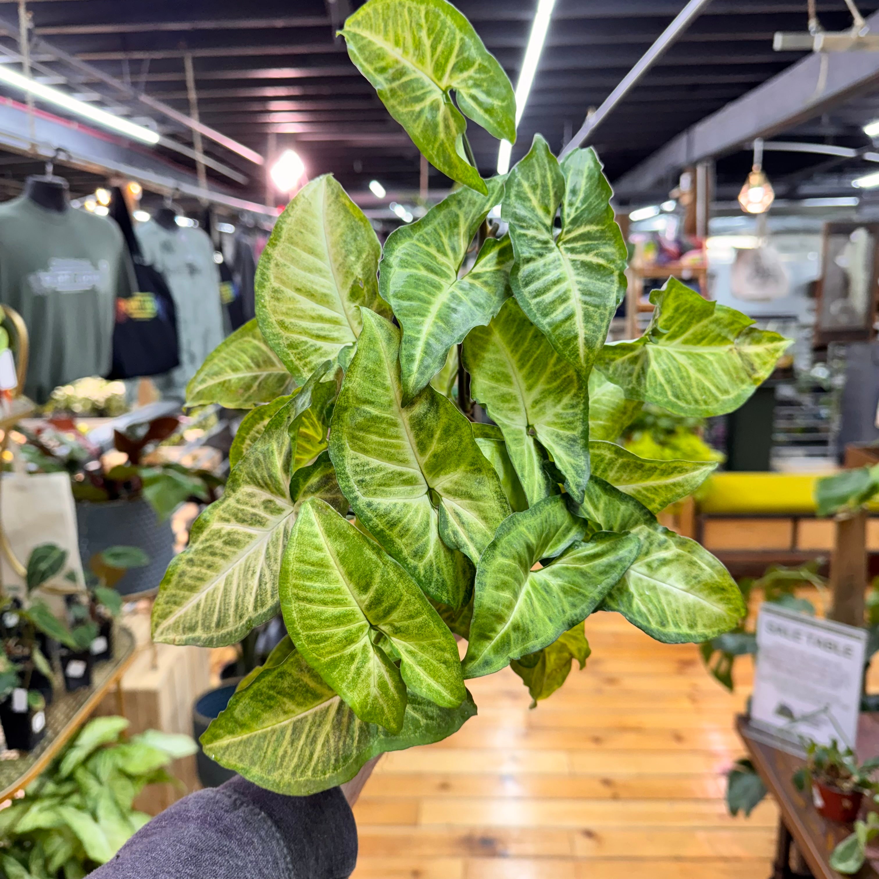 Syngonium White Butterfly