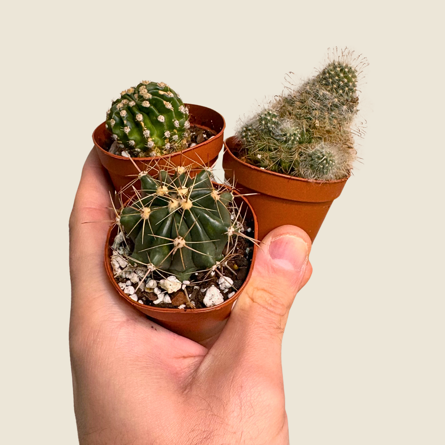 Assorted Small Cactus