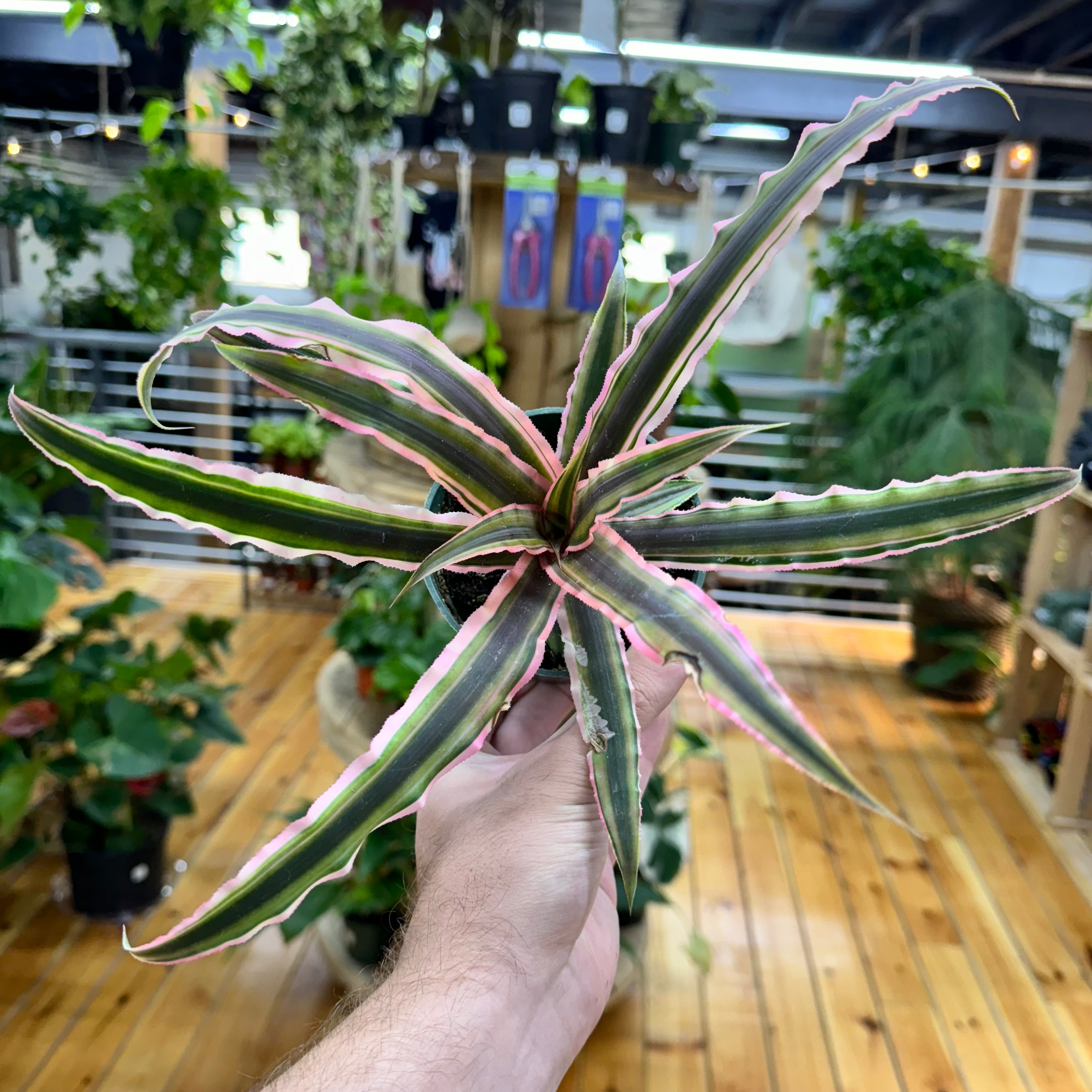 Cryptanthus Pink and Green