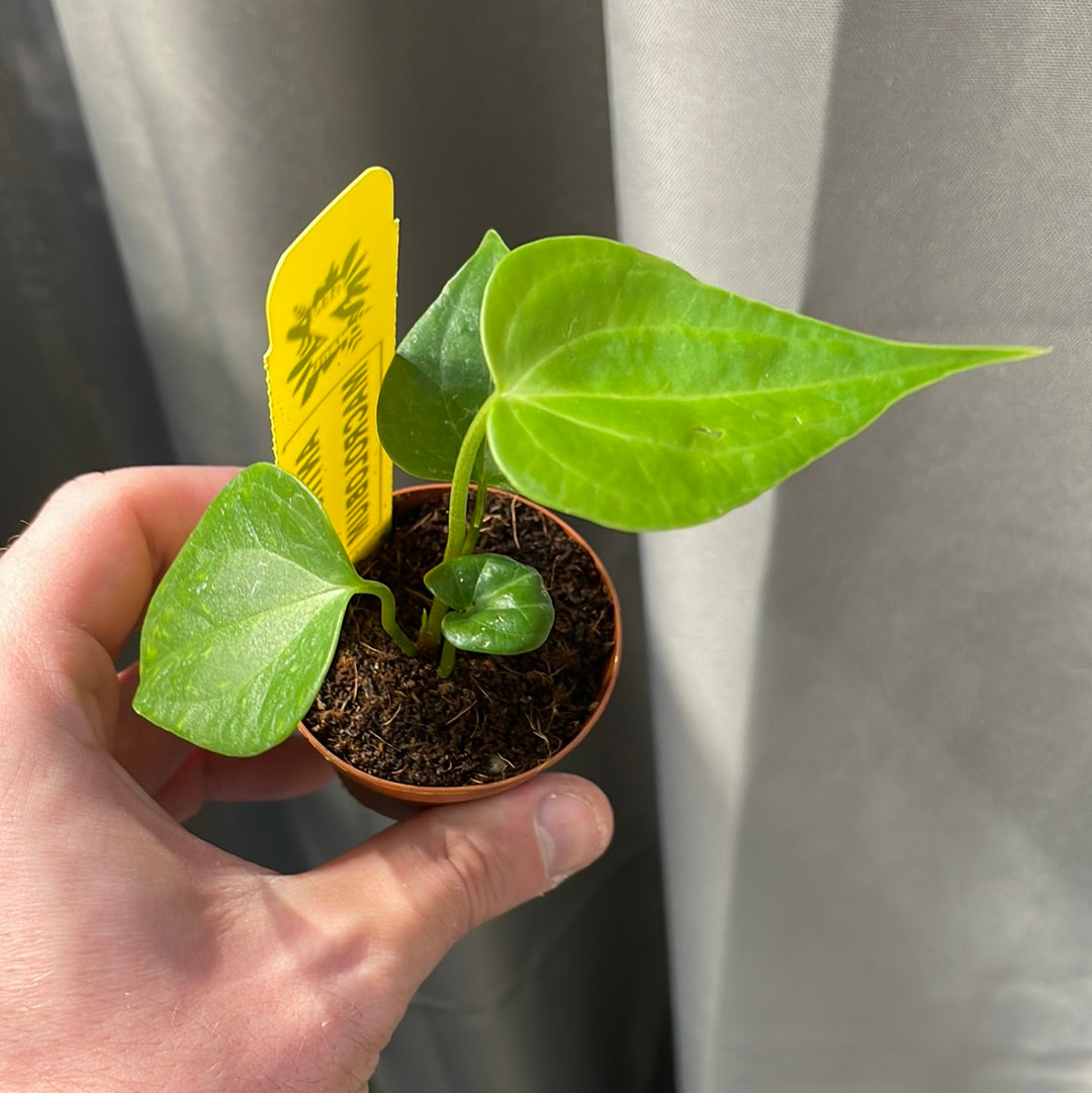 Anthurium Macrolobium