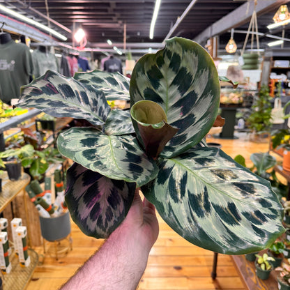 Calathea Helen Kennedy