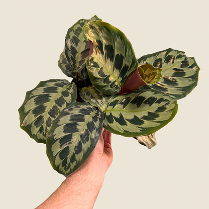 Calathea Helen Kennedy