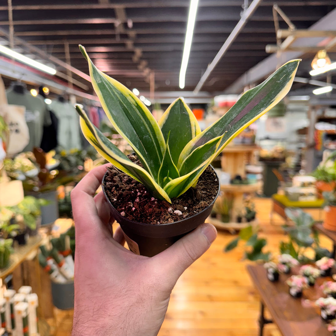 Sansevieria Lotus Hahnii