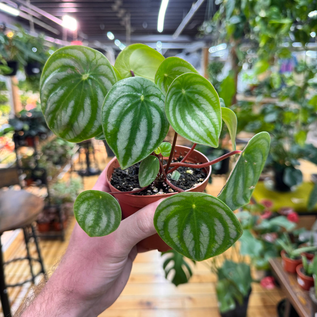 Peperomia Watermelon