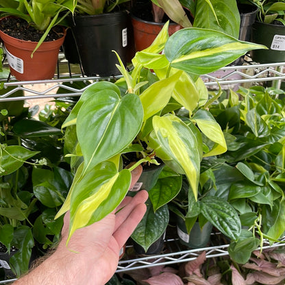 Philodendron Brasil