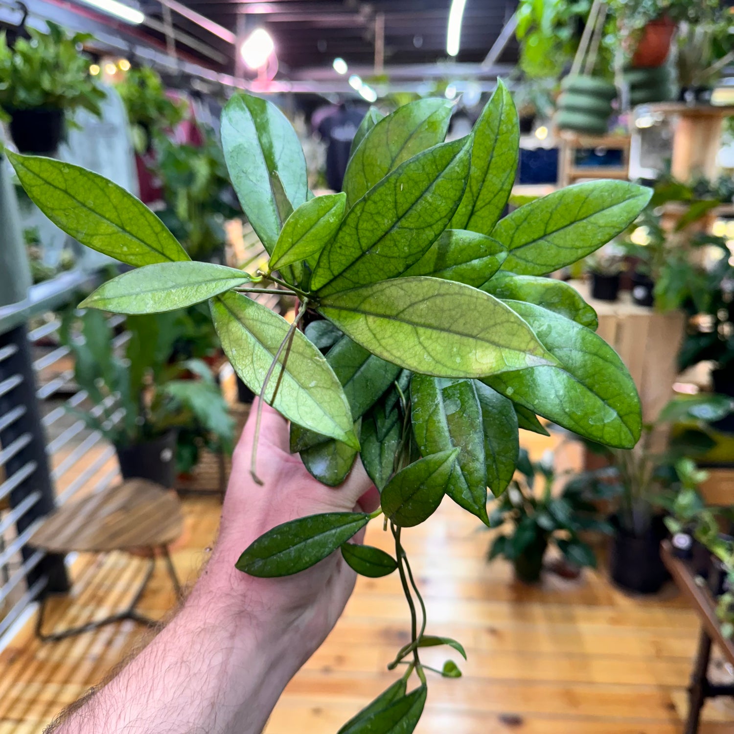 Hoya Crassipetiolata