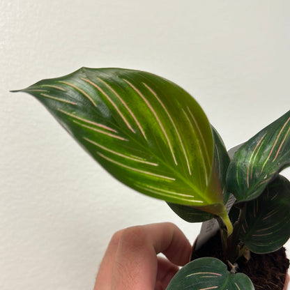 Calathea Beauty Star