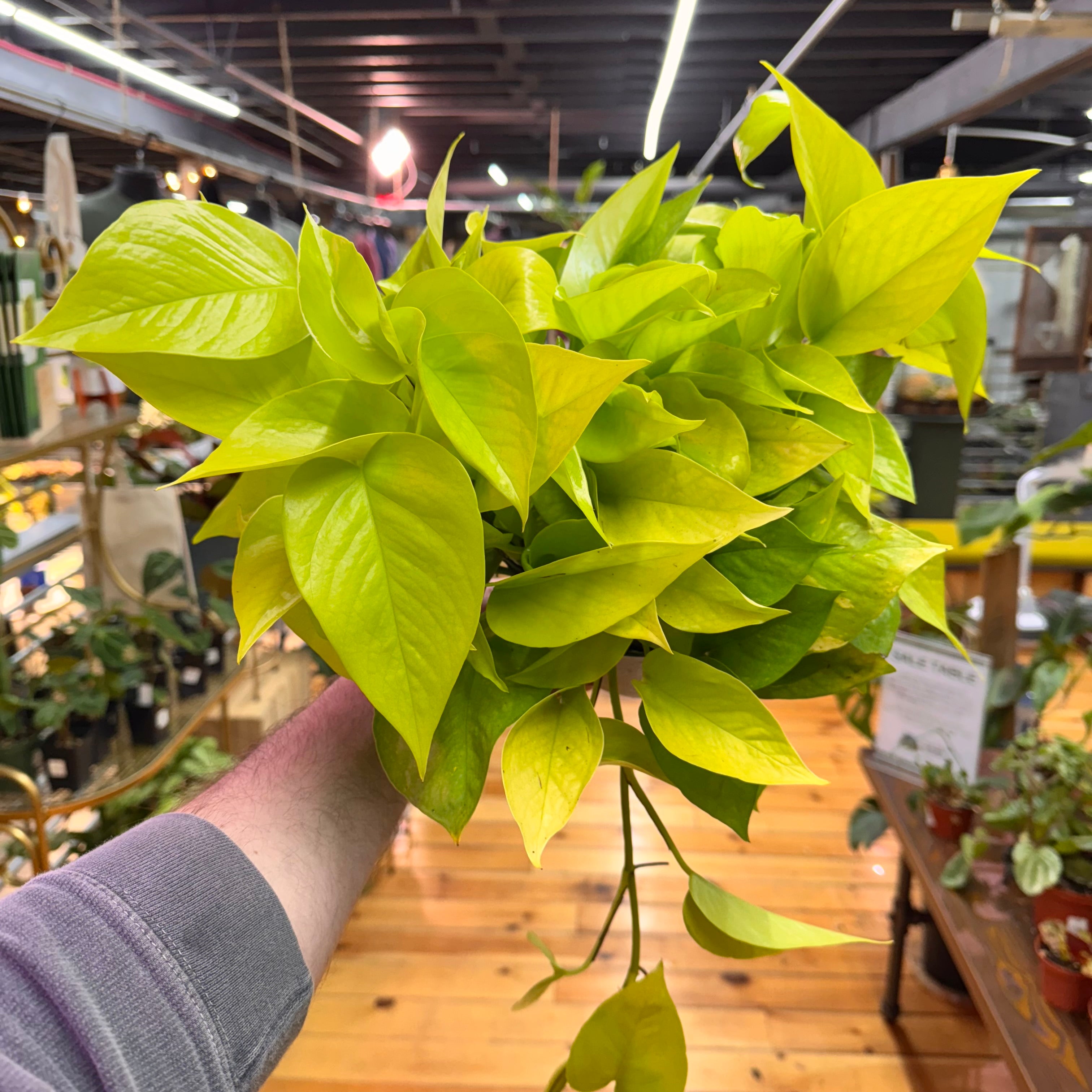 Pothos Neon