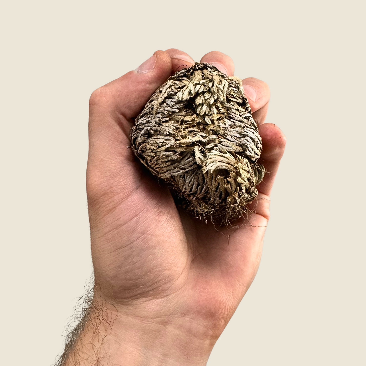 Resurrection Plant