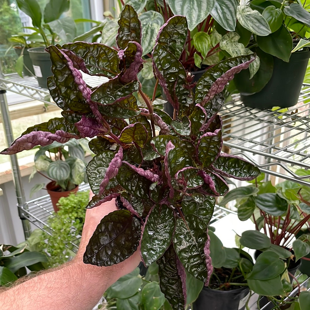 Strobilanthes Purple Waffle