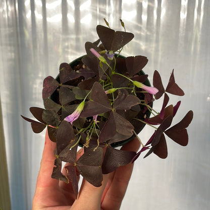 Oxalis Triangularis Purple Shamrock