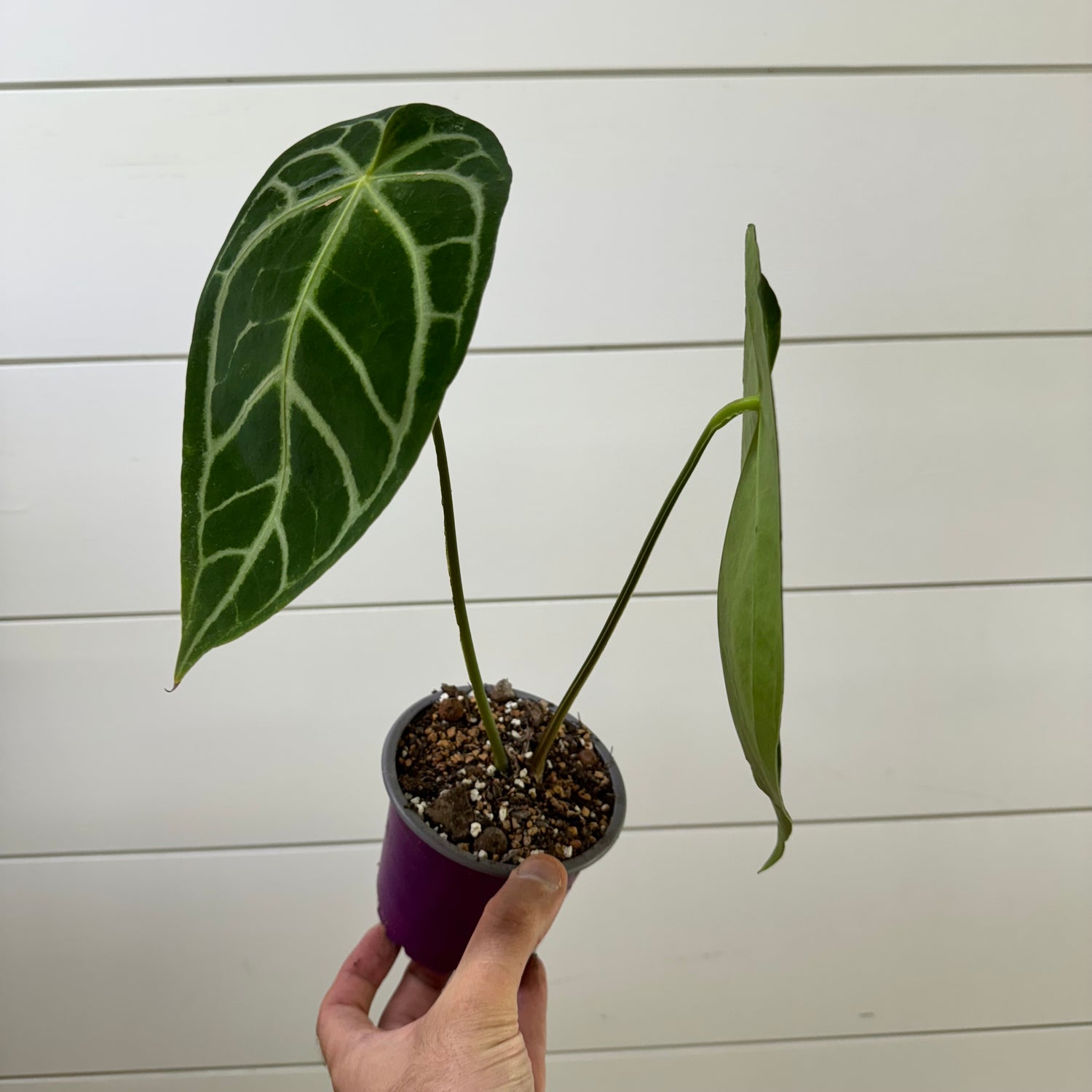 Anthurium Magnificum Radiante