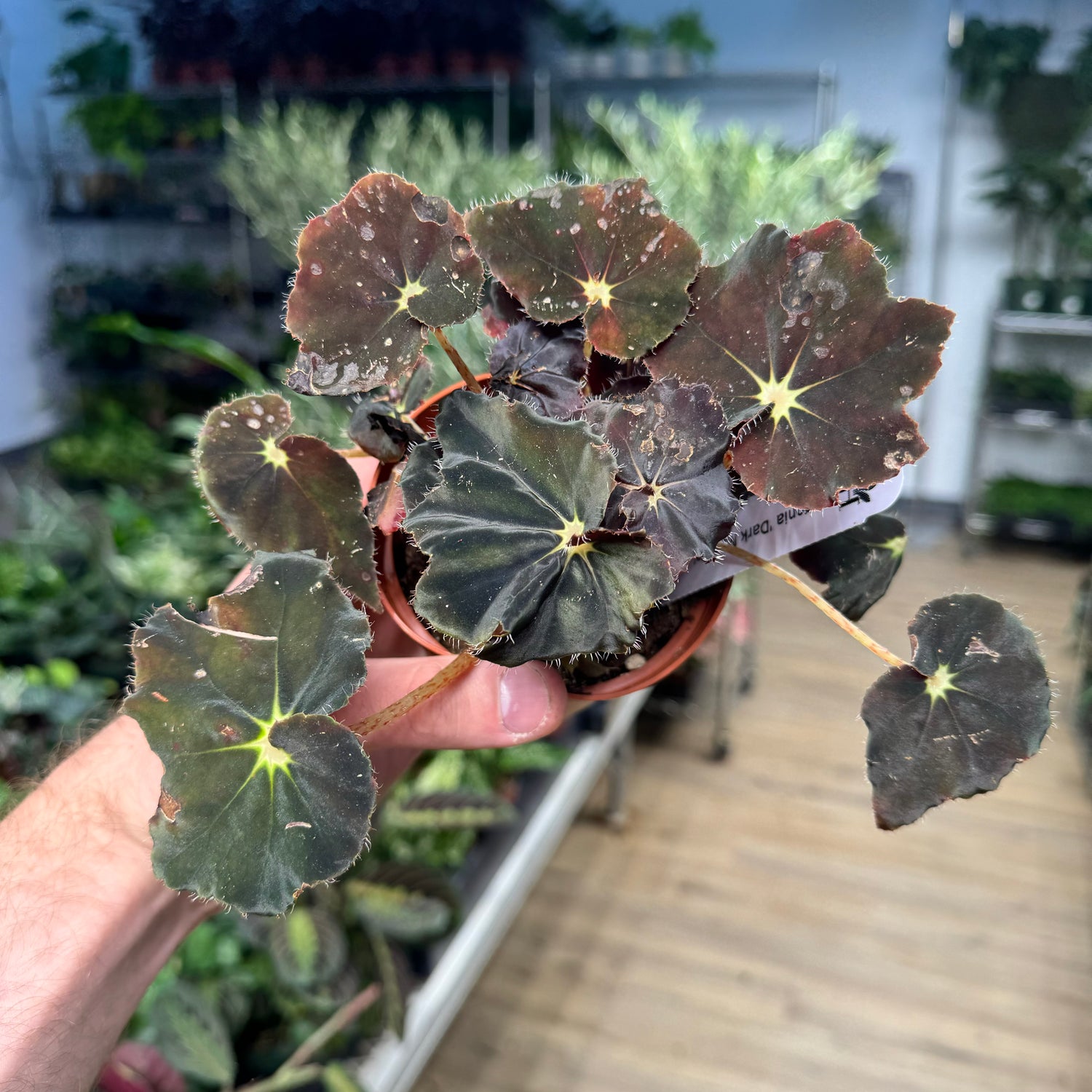 Begonia Dark Mambo