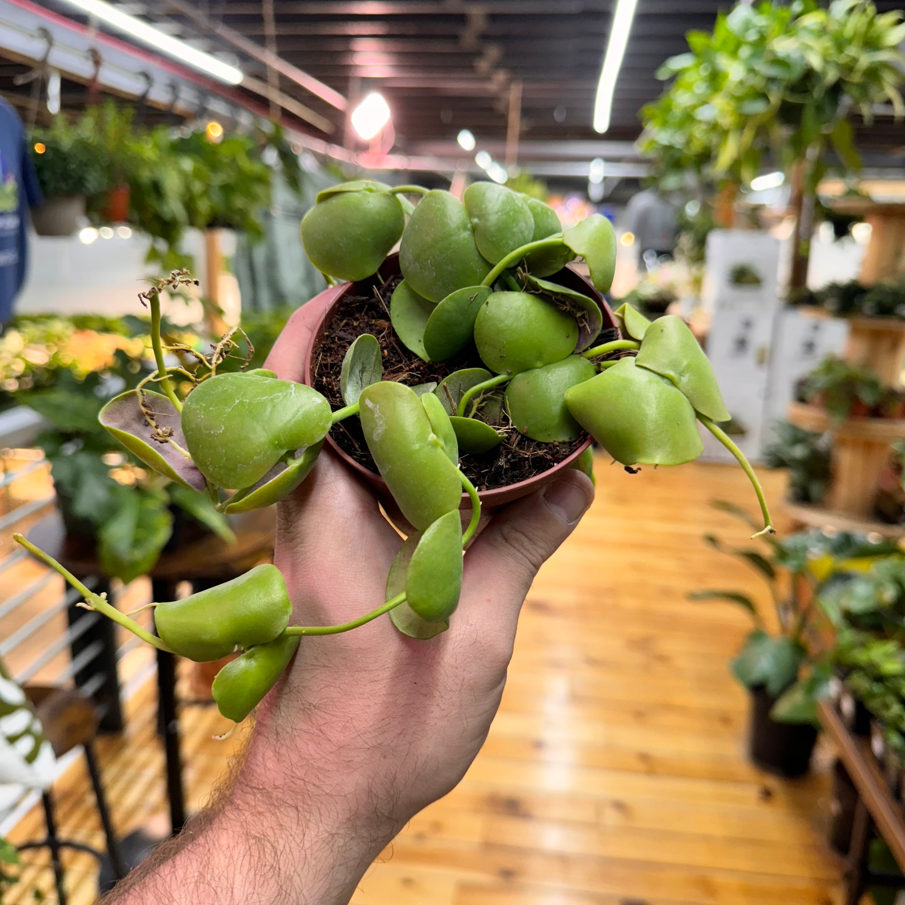 Dischidia Platyphylla