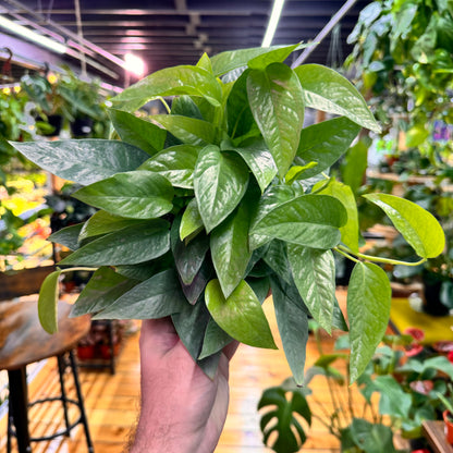 Pothos Cebu Blue