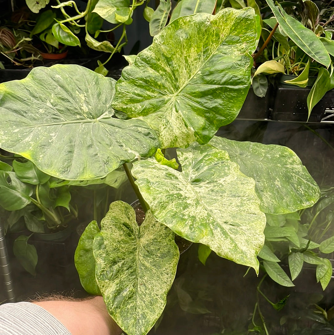 Alocasia Blizzard