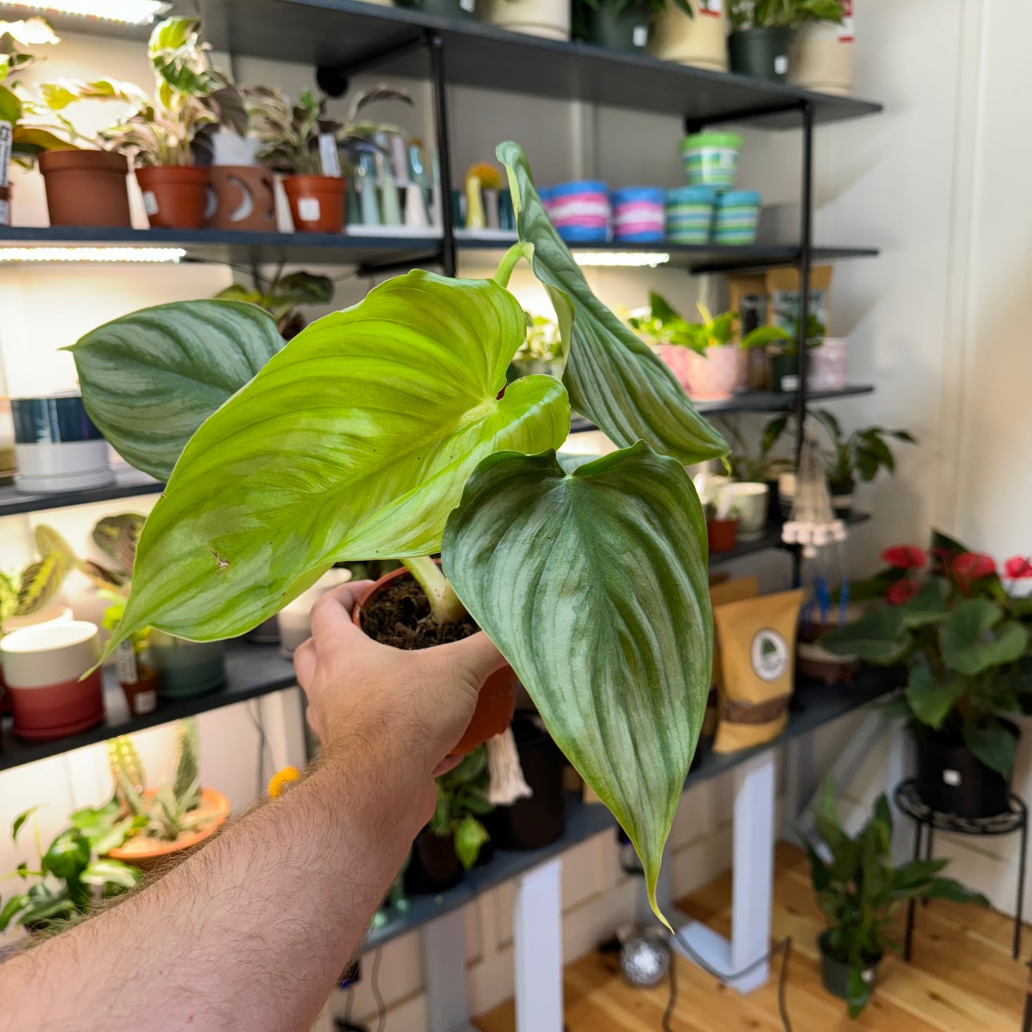 Philodendron Pastazanum Silver