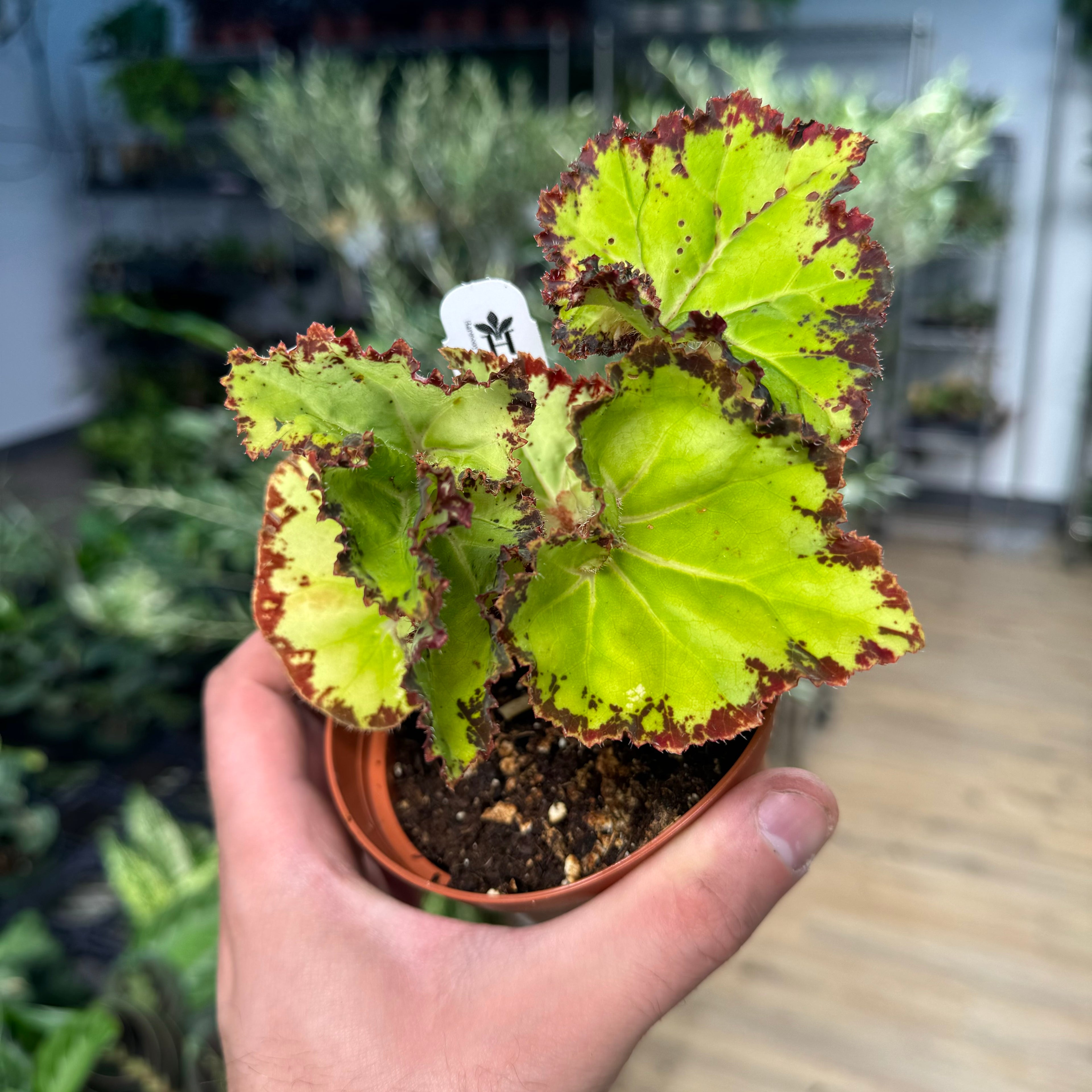 Begonia Samba