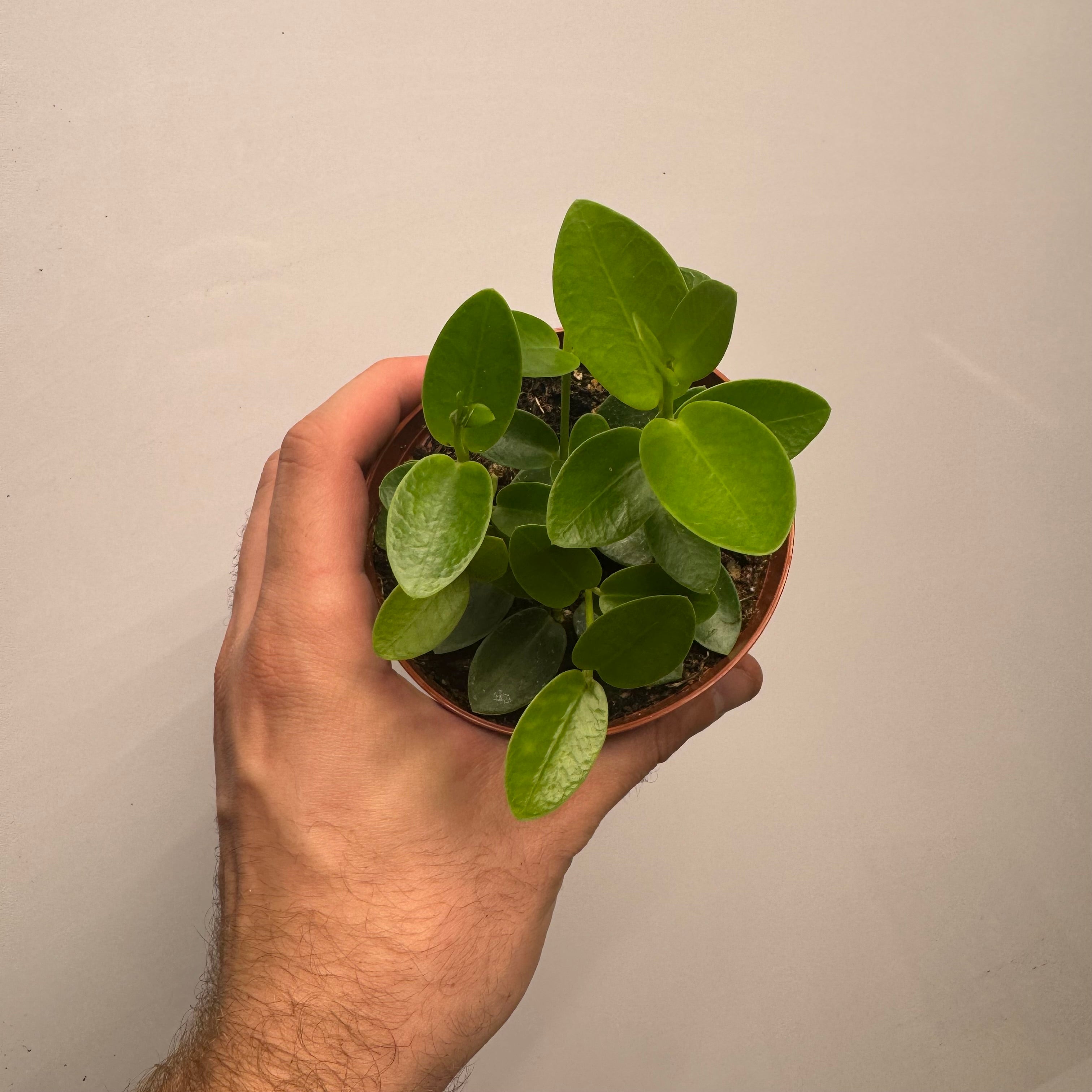 Hoya Cumingiana