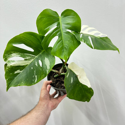 Monstera Albo