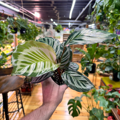 Calathea Red Peacock