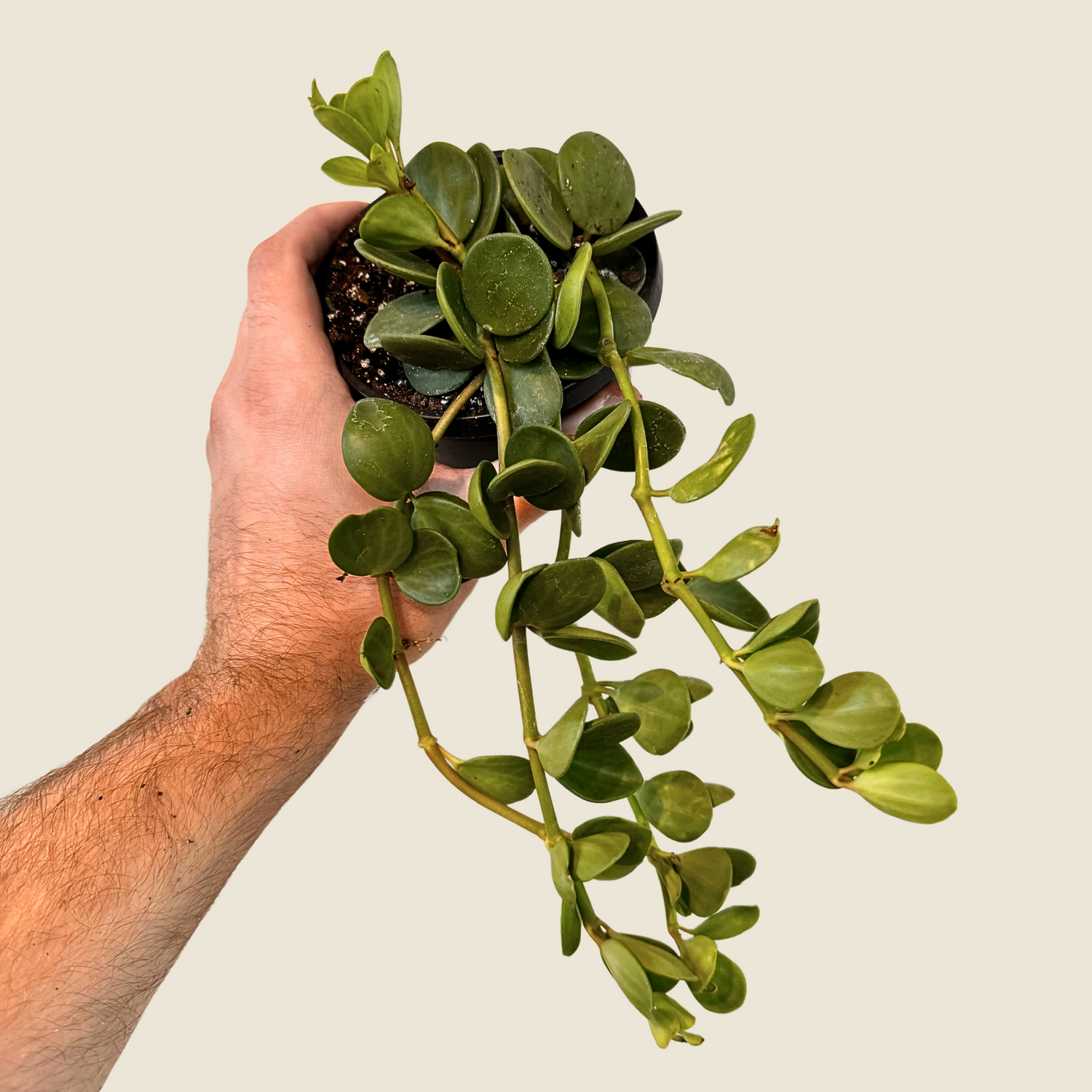 Peperomia Hope