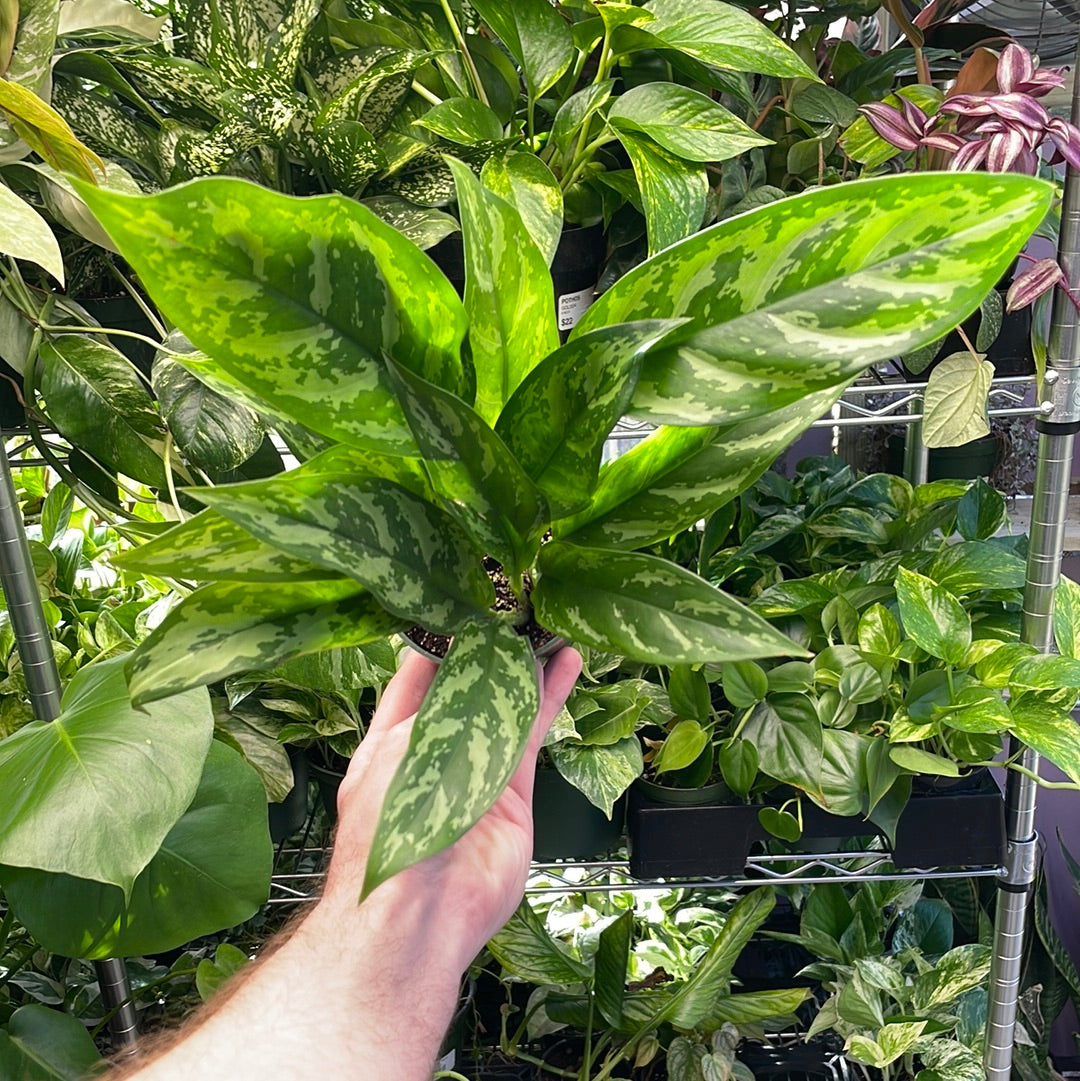 Aglaonema Maryann