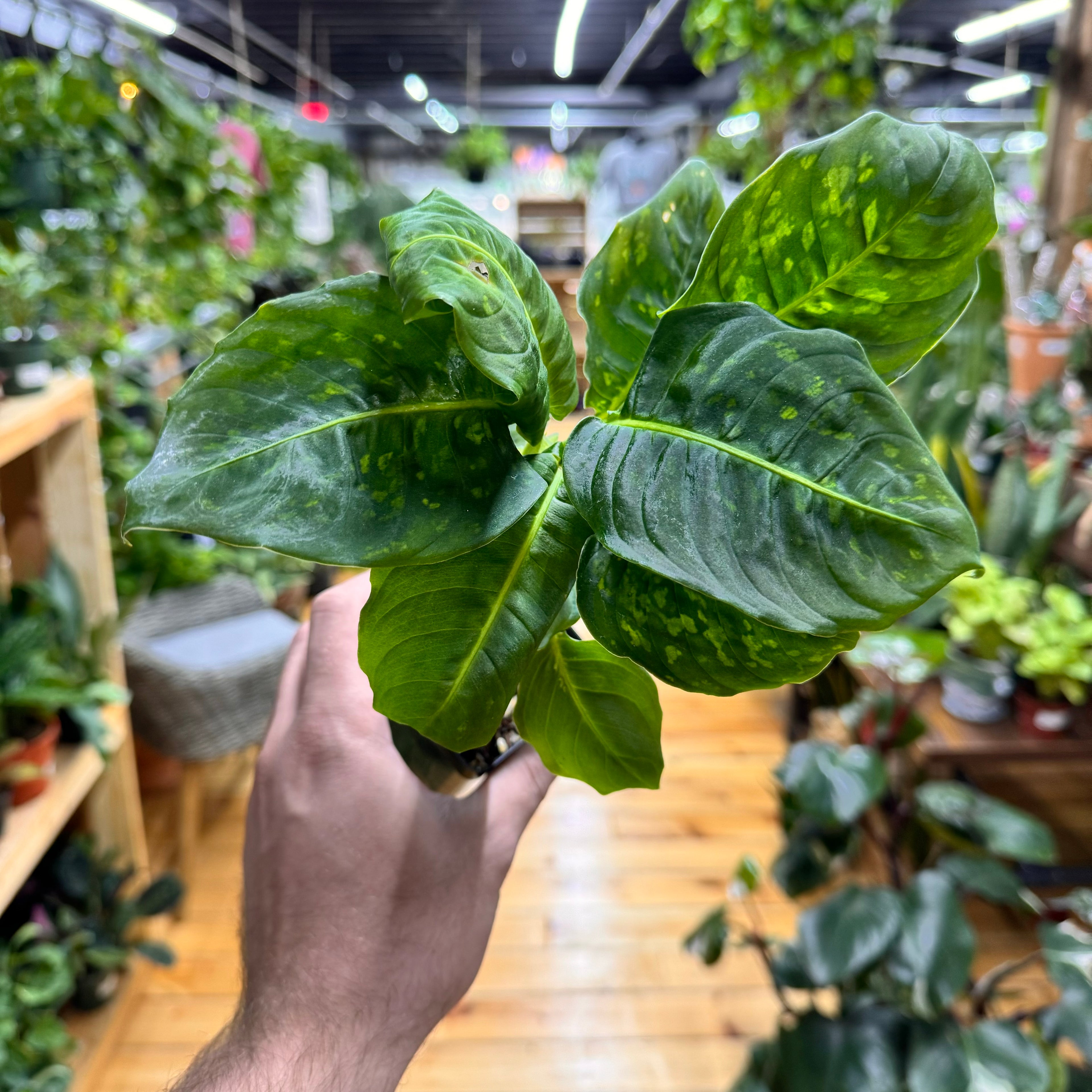 Dieffenbachia Reflector