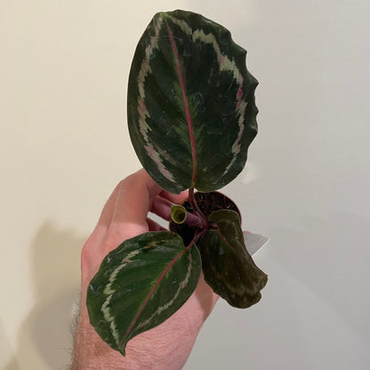 Calathea Medallion