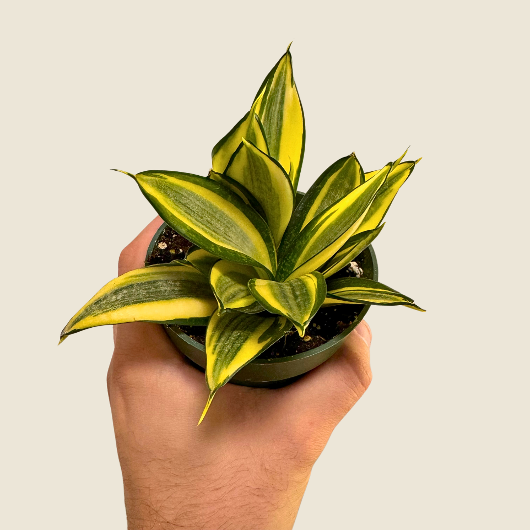 Sansevieria Gold Star