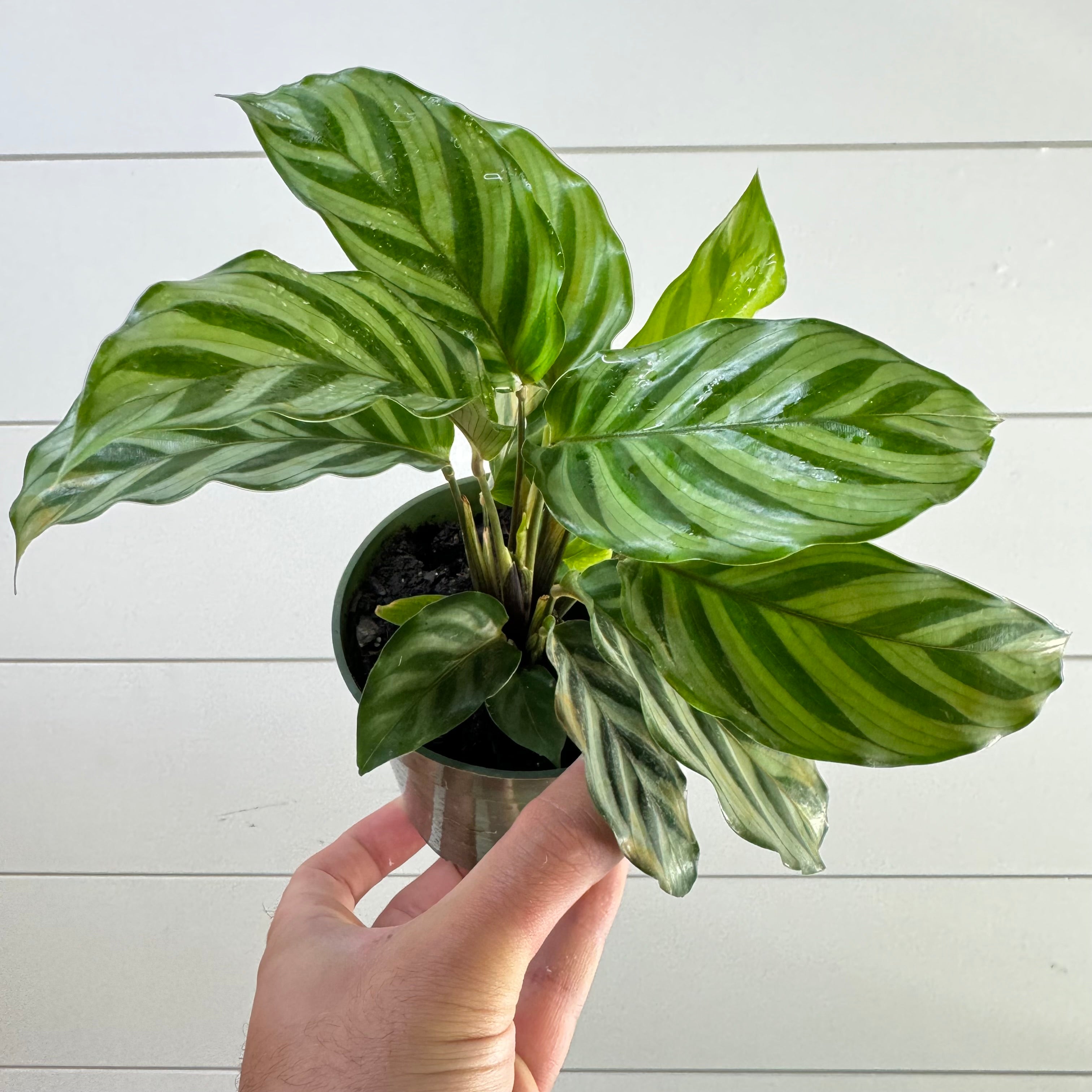 Calathea Freddie