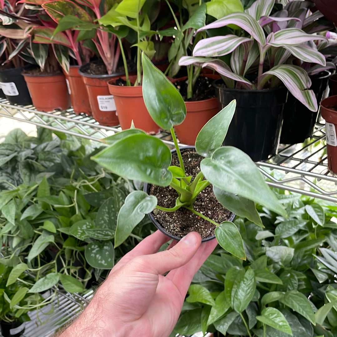 Alocasia Tiny Dancer