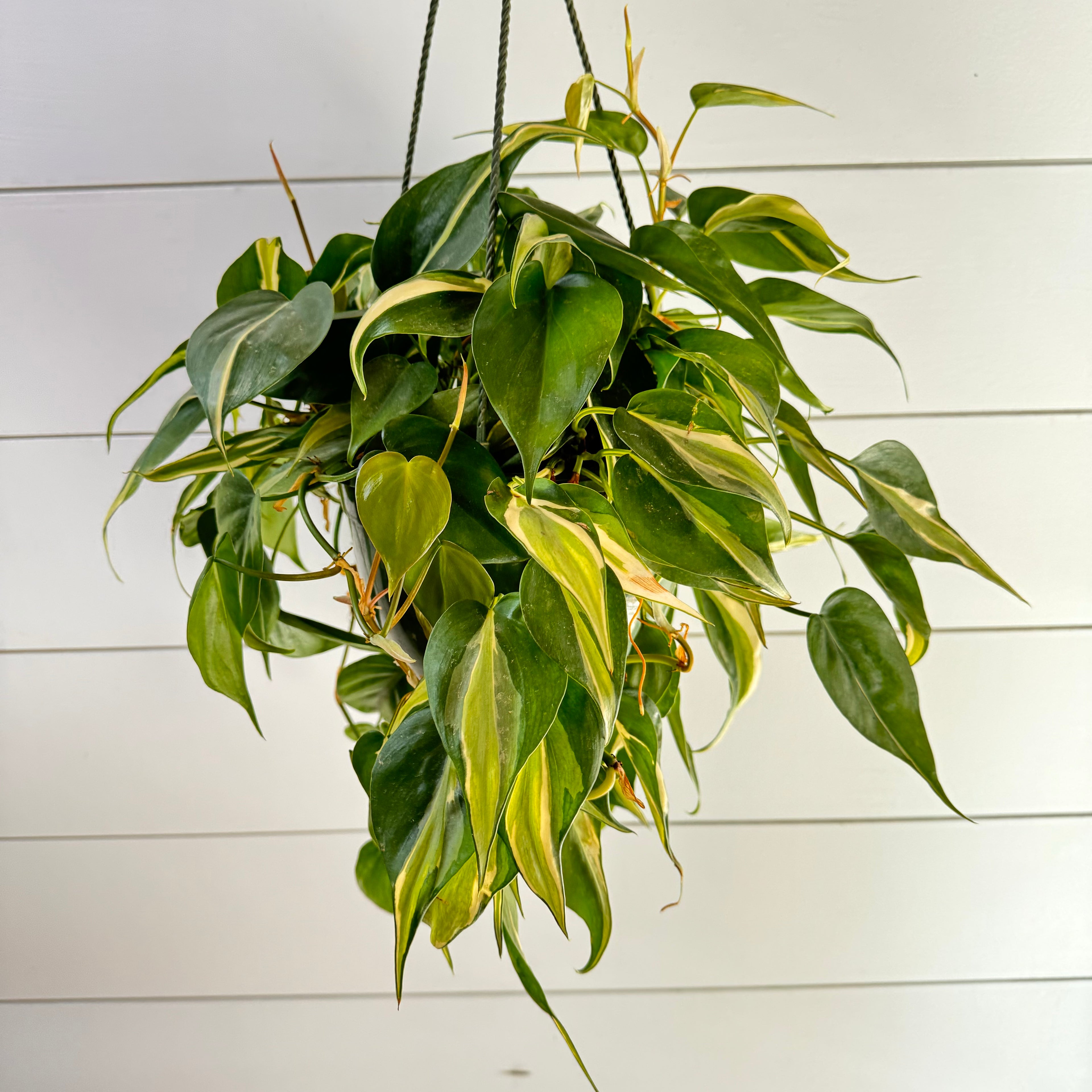 Philodendron Rio