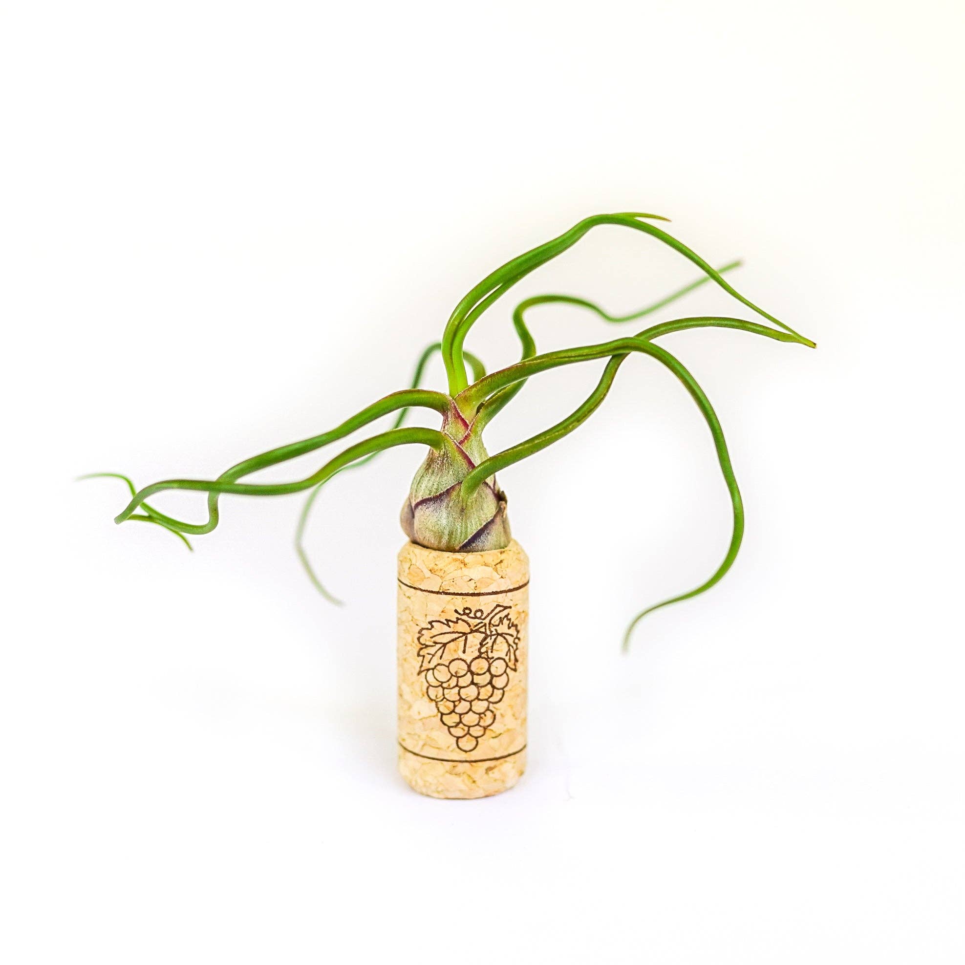 Wine Cork Magnet with Air Plant