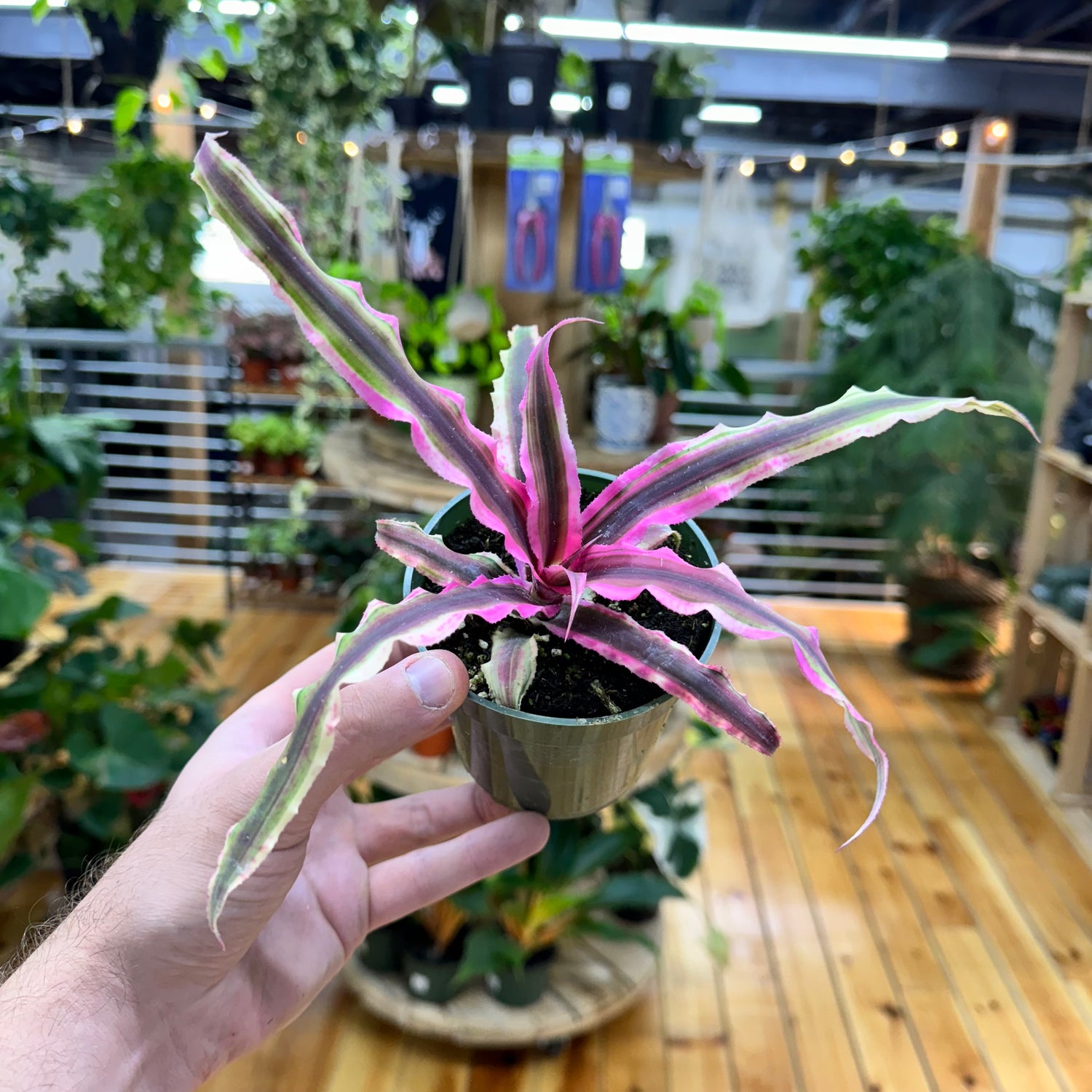 Cryptanthus Bivittatus Pink