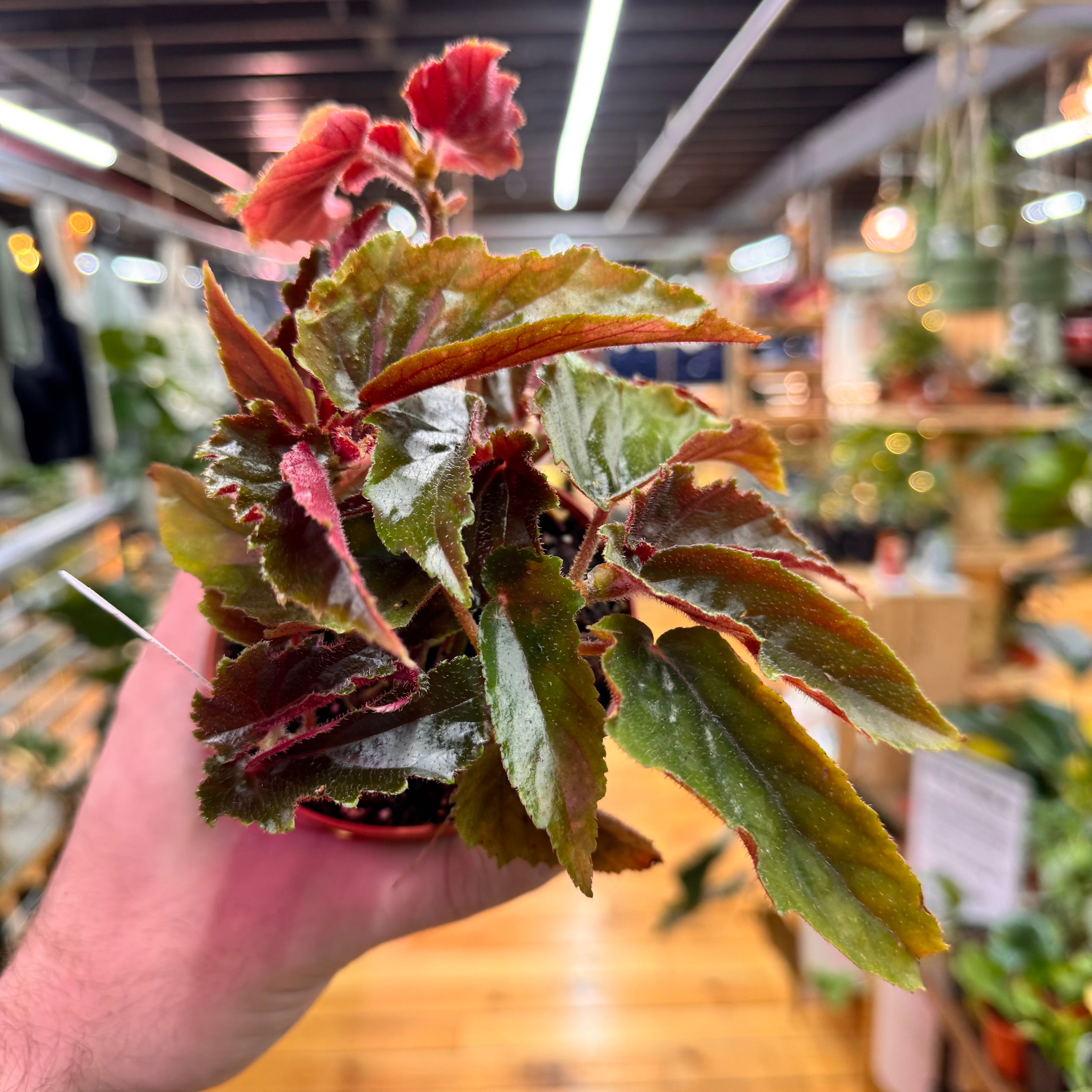 Begonia Ginny