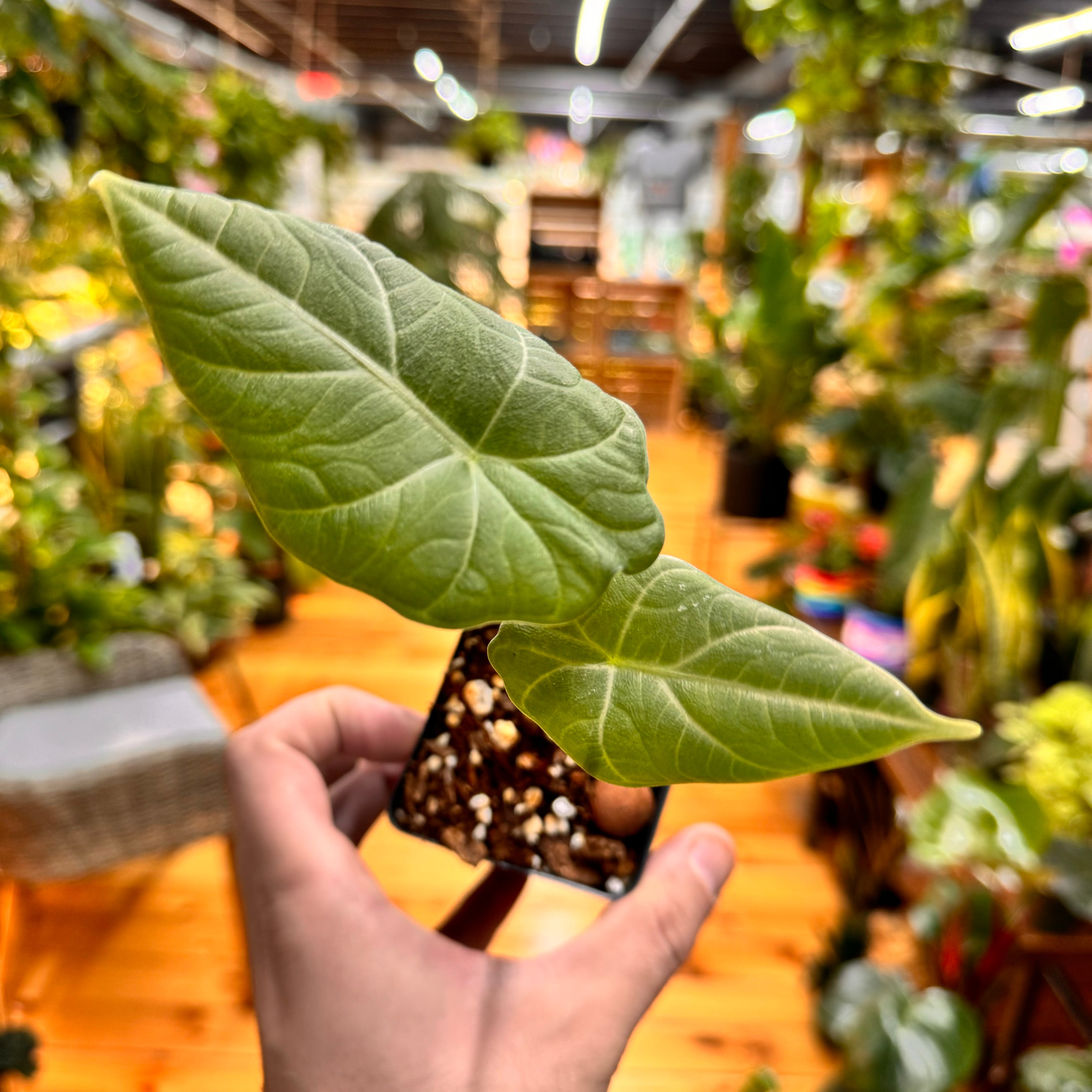 Alocasia Dragon Moon