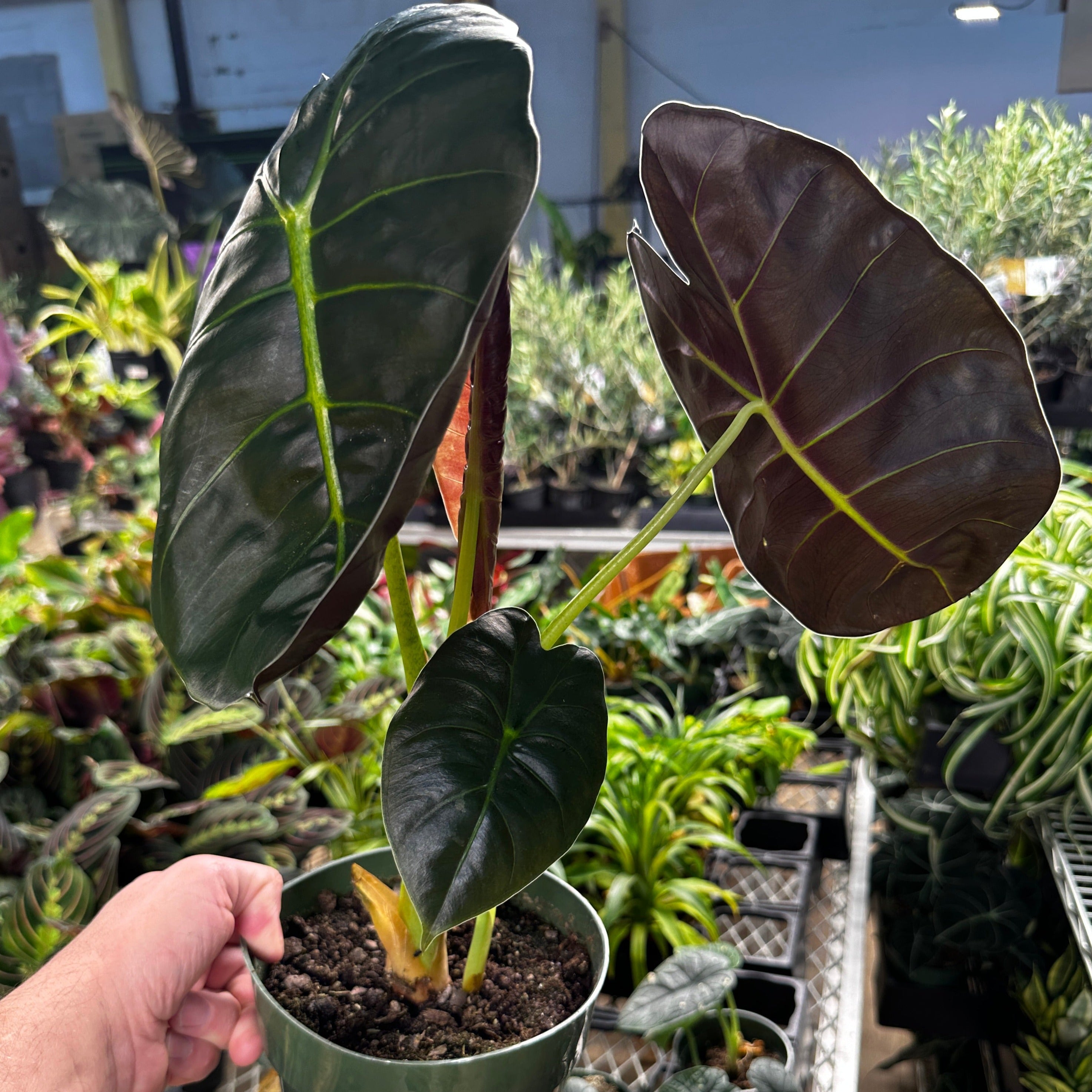 Alocasia Golden Bone