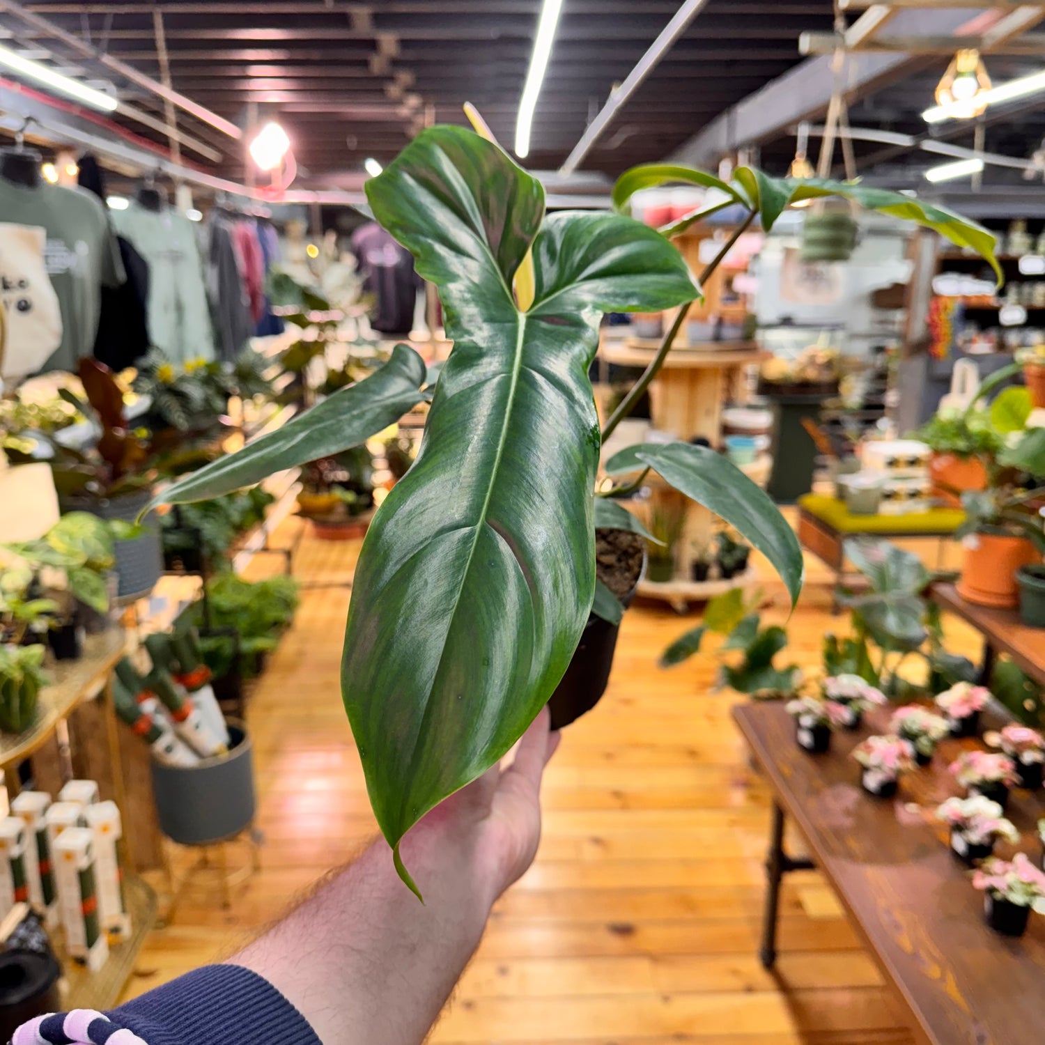 Philodendron 69686