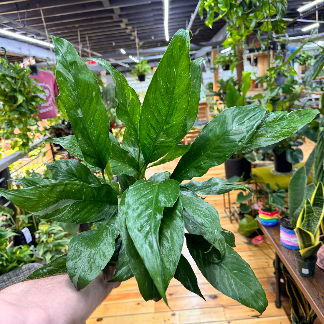 Domino Peace Lily Variegated